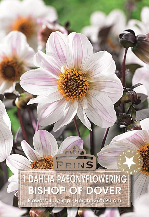 Dahlia Bishop of Dover Tuber