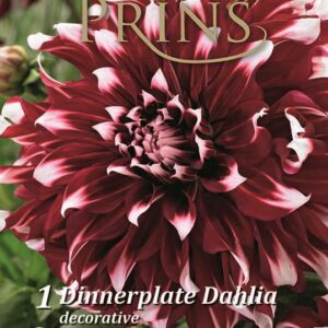 Dahlia Dinnerplate Special X-Factor WPC Prins Bulb/Tuber Pack x1