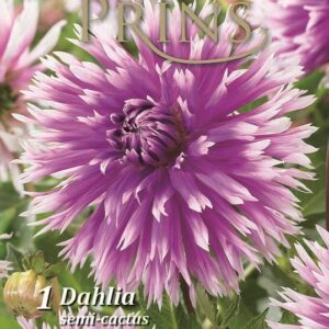 Dahlia Bulb/Tuber Semi-Cactus 'Table Dancer' Quality WPC Prins Summer Bulbs