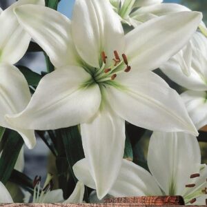 Lilium LA Hybrid Lily 'Ercalano' WPC Prins Bulbs & Tubers Pack x2