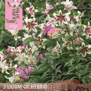 Tower / Skyscraper Lily Bulbs 'Altari' WPC Prins Bulbs & Tubers Pack x3