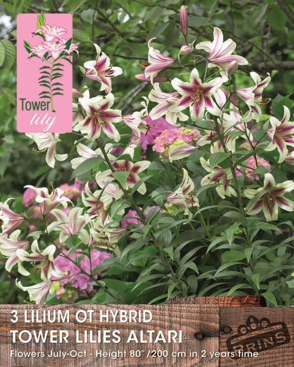 Tower / Skyscraper Lily Bulbs 'Altari' WPC Prins Bulbs & Tubers Pack x3