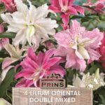 Lilium Lily Oriental 'Doubles Mixed' WPC Prins Bulbs Pack x4