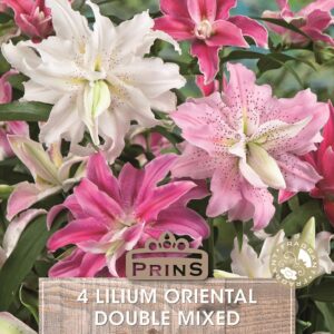 Lilium Lily Oriental 'Doubles Mixed' WPC Prins Bulbs Pack x4