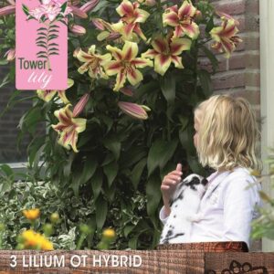 Tower / Skyscraper Lily 'Lavon' WPC Prins Bulbs & Tubers Pack x3