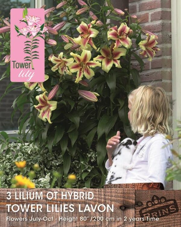 Tower / Skyscraper Lily 'Lavon' WPC Prins Bulbs & Tubers Pack x3