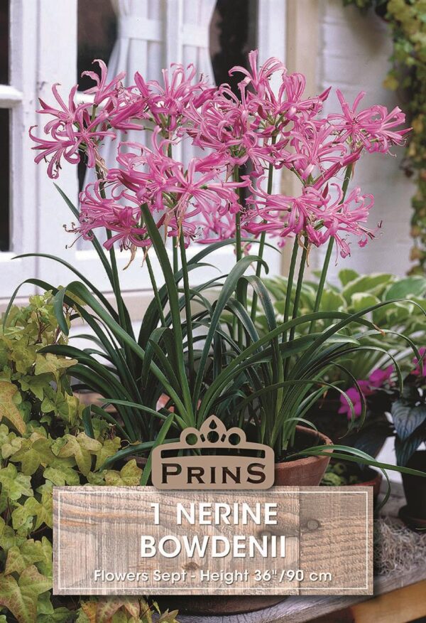 Nerine 'Bowdenii' (Guernsey Lily) Summer Flowering Bulb/Tuber