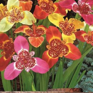 Tigridia Pavonia (Tigerflower) WPC Prins Summer Bulbs Pack x20