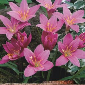 Zephyranthus Habranthus Robusta Summer Flowering Bulbs Pack x15