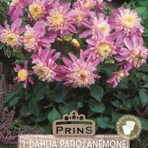Dahlia Anemone 'Siemen Doorenbosch' WPC Prins Quality Bulb/Tuber