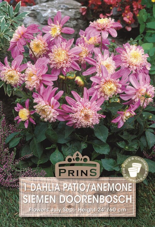 Dahlia Anemone 'Siemen Doorenbosch' WPC Prins Quality Bulb/Tuber
