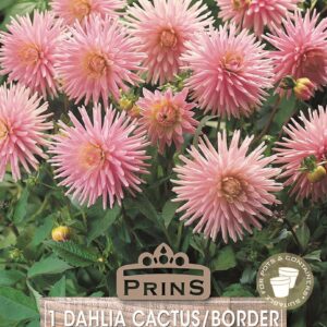 Dahlia Cactus/Border 'Park Princess' WPC Prins Bulb/Tuber
