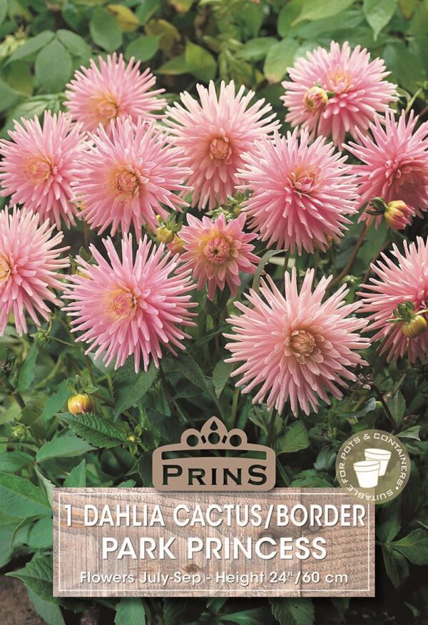 Dahlia Cactus/Border 'Park Princess' WPC Prins Bulb/Tuber