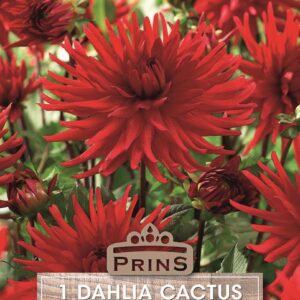 Dahlia Tuber Bergers Record