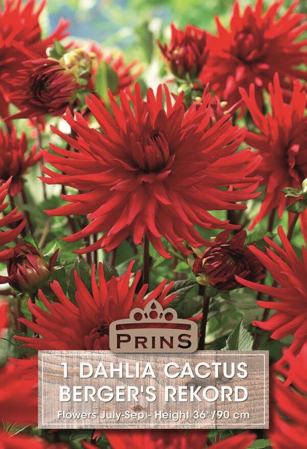 Dahlia Tuber Bergers Record