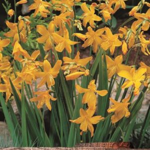 Crocosmia 'Norwich Canary' (Montbretia) Summer Bulbs/Corms WPC Prins Pack x10