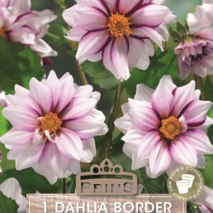 Dahlia Border 'Edge of Joy' Tuber Quality Bulbs & Tubers WPC Prins