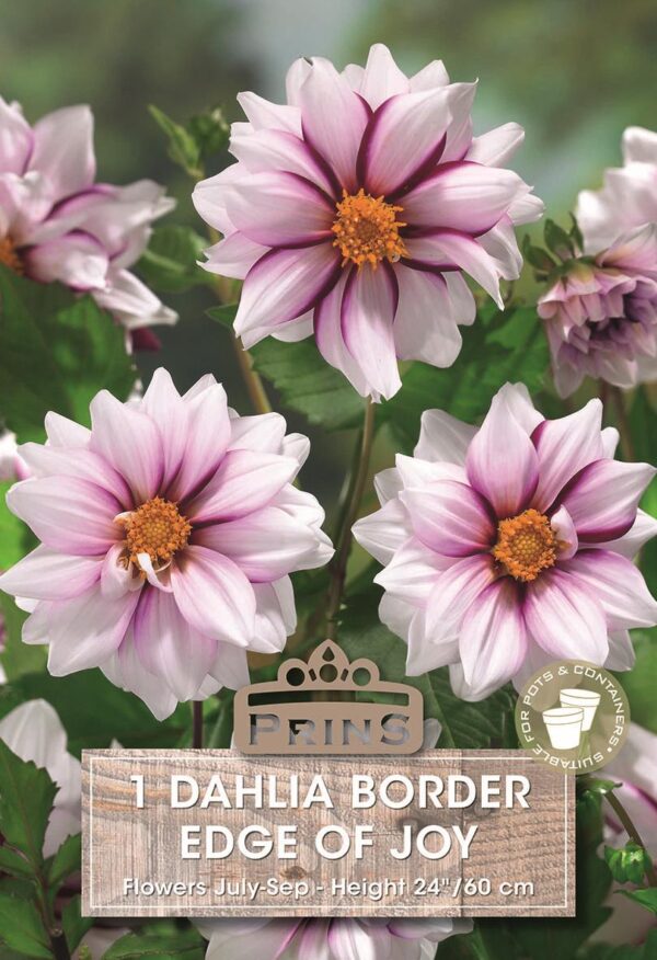 Dahlia Border 'Edge of Joy' Tuber Quality Bulbs & Tubers WPC Prins