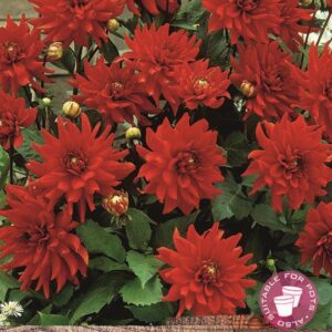 Dahlia Semi Cactus/Border 'Red Pigmy' WPC Prins Quality Bulb/Tuber