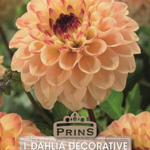 Dahlia Bulb/Tuber Decorative 'Yellow Jill' WPC Prins Quality Summer Bulbs