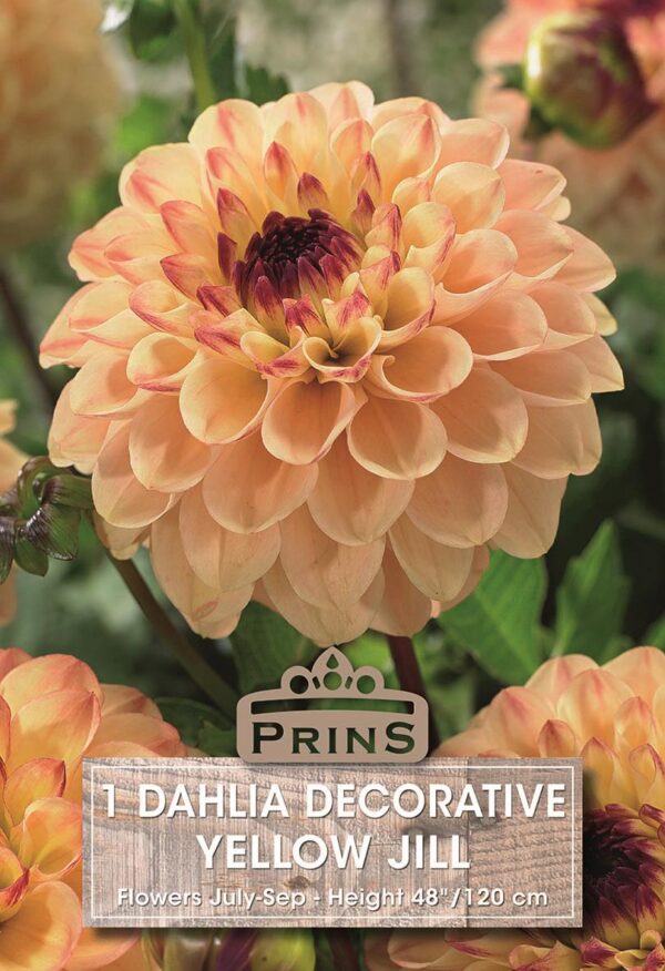 Dahlia Bulb/Tuber Decorative 'Yellow Jill' WPC Prins Quality Summer Bulbs