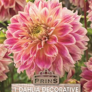 Dahlia Bulb/Tuber Decorative 'Temple of Beauty' Quality WPC.Prins Summer Bulbs