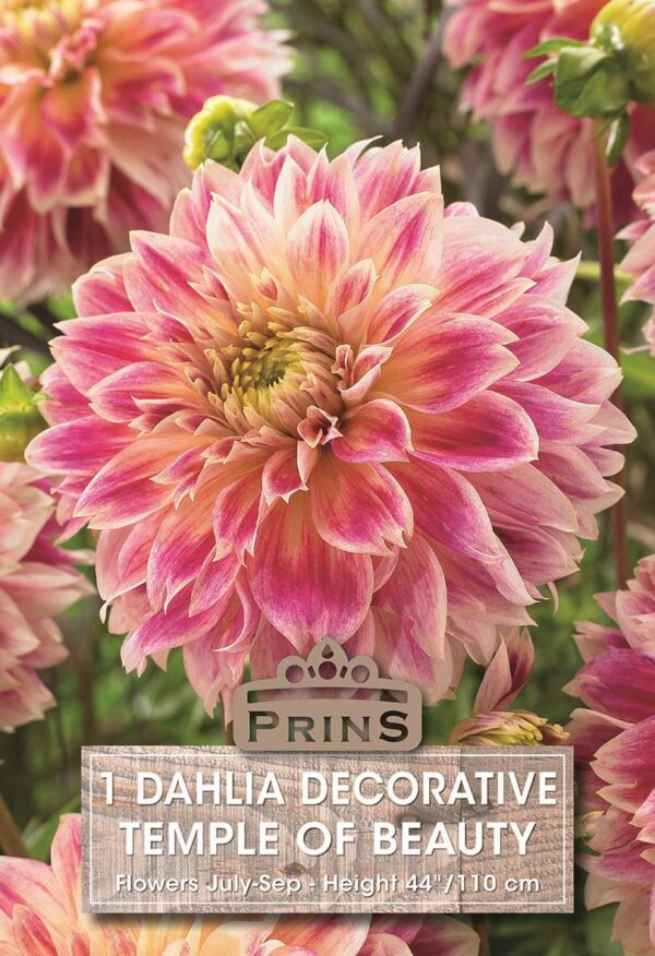 Dahlia Bulb/Tuber Decorative 'Temple of Beauty' Quality WPC.Prins Summer Bulbs