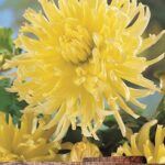 Dahlia Cactus 'Yellow Star' Quality WPC Prins Summer Bulb /Tuber
