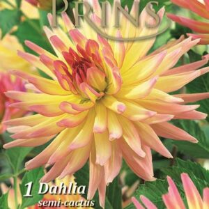 Dahlia Decorative 'Mon Amour' WPC Prins Quality Bulb/Tuber Pack x1