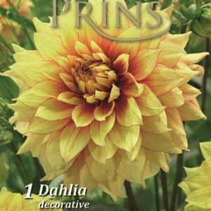 Dahlia Bulb/Tuber Decorative 'Dazzling Sun' Quality WPC.Prins Summer Bulbs