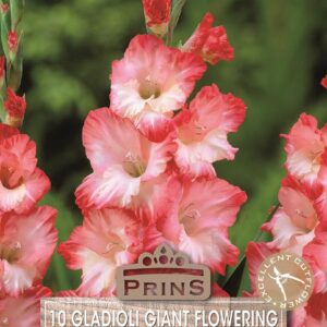 Large Gladioli 'Pink Lady' Summer Giant Flowering Bulbs Pack x10
