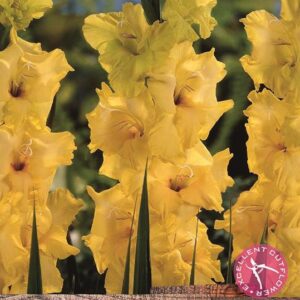 Gladioli 'Nova Lux' Summer Flowering Bulbs WPC Prins Quality Pack x10