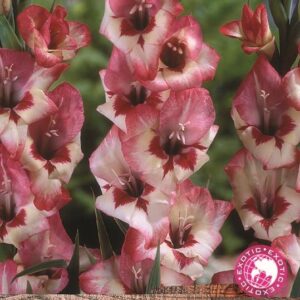 Gladioli Butterfly 'Clemence' WPC Prins Bulbs/Tubers Pack x10