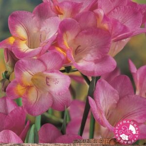 Freesia 'Single Pink' WPC Prins Summer Bulbs & Tubers Pack x20