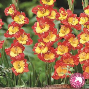 Butterfly Gladioli Bulbs 'Bernadette' WPC Prins Bulbs/Tubers Pack x10