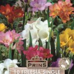 Freesia Single Mixed WPC Prins Bulbs Tubers Pack x 20