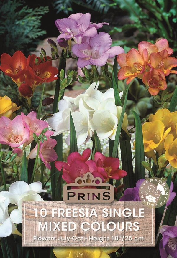 Freesia Single Mixed WPC Prins Bulbs Tubers Pack x 20