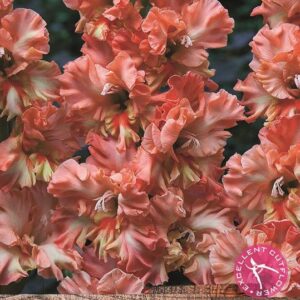 Large Gladioli 'Calander Frizzle' Summer Flowering Bulbs WPC Prins Pack x10