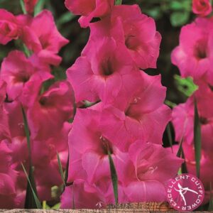 Large Gladioli 'Fidelio' Summer Flowering Bulbs WPC Prins Pack x10