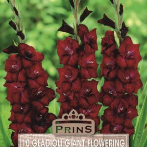 Large Gladioli 'Roma' Summer Flowering Bulbs WPC Prins Pack x10
