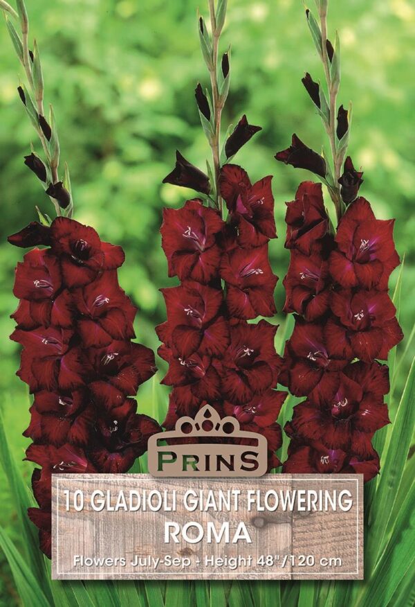 Large Gladioli 'Roma' Summer Flowering Bulbs WPC Prins Pack x10