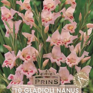 Gladioli Nanus 'Elvira' WPC Prins Quality Bulbs & Tubers Pack x10