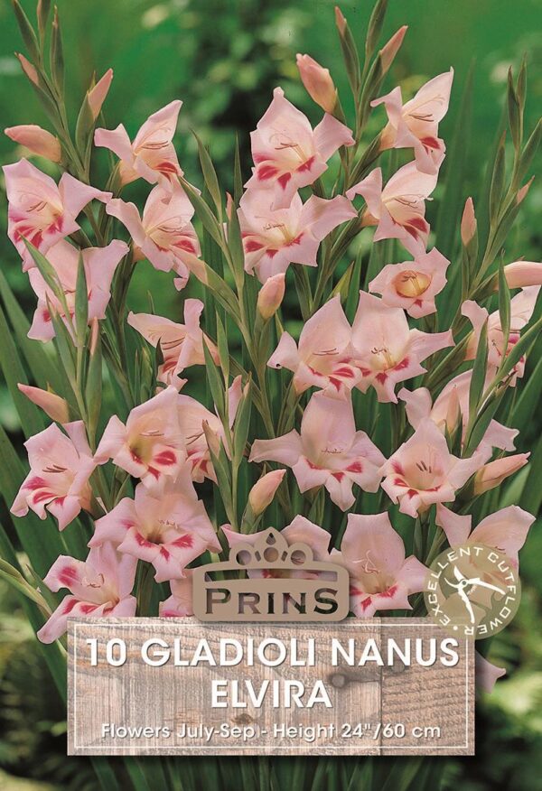 Gladioli Nanus 'Elvira' WPC Prins Quality Bulbs & Tubers Pack x10