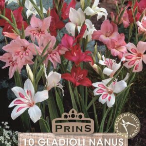 Dwarf Gladioli Nanus Mixed Quality Summer Bulbs Pack x10