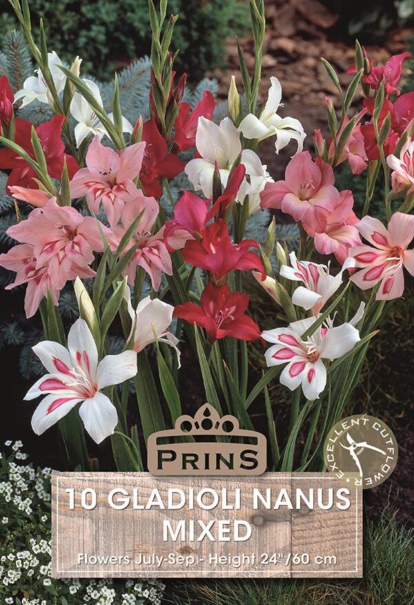 Dwarf Gladioli Nanus Mixed Quality Summer Bulbs Pack x10