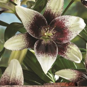 Lilium Asiatic lily 'White Pixels' WPC Prins Quality Bulbs/Tubers Pack x2