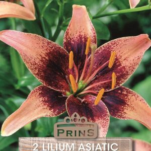 Lilium Asiatic Lily 'Whistler' WPC Prins Quality Bulbs Pack x2