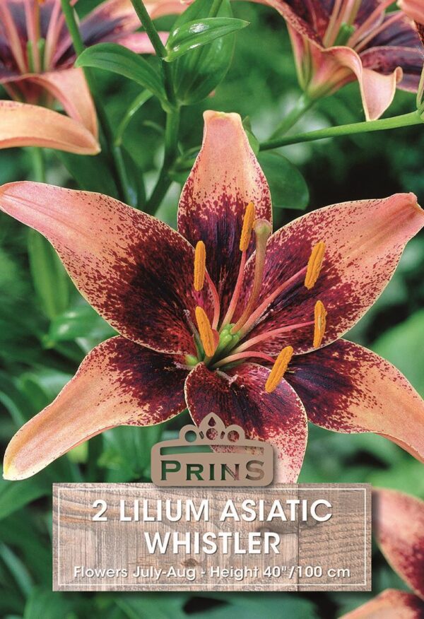 Lilium Asiatic Lily 'Whistler' WPC Prins Quality Bulbs Pack x2