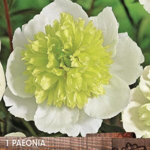 Peony Special 'Primavera' Quality Flowering Perennial Pack x1 Tuber/Root