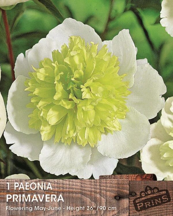Peony Special 'Primavera' Quality Flowering Perennial Pack x1 Tuber/Root